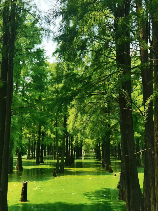 振兴配资 活力中国调研行｜调研日记：湖陂村的“三新计划”_大皖新闻 | 安徽网