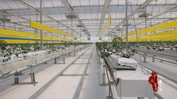 红盘策略 千城百县看中国｜河北卢龙：智慧农业激活乡村振兴新动能