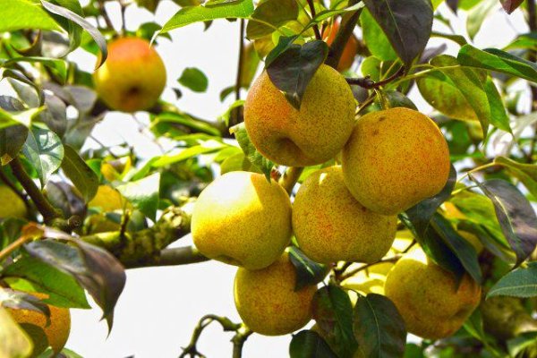 翼牛网 曲靖富源白岩村600余亩梨园迎丰收